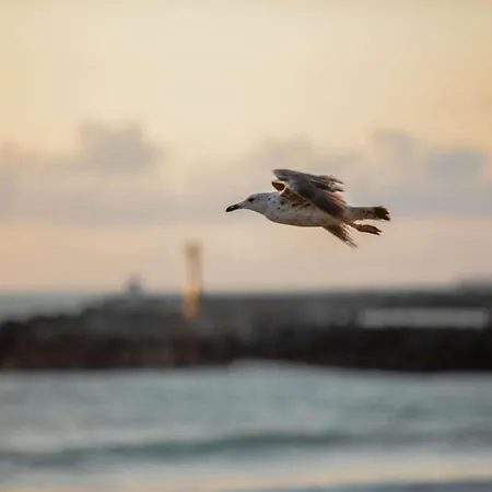 锡布尔圣让德吕兹宜必思经济型酒店 酒店 2*