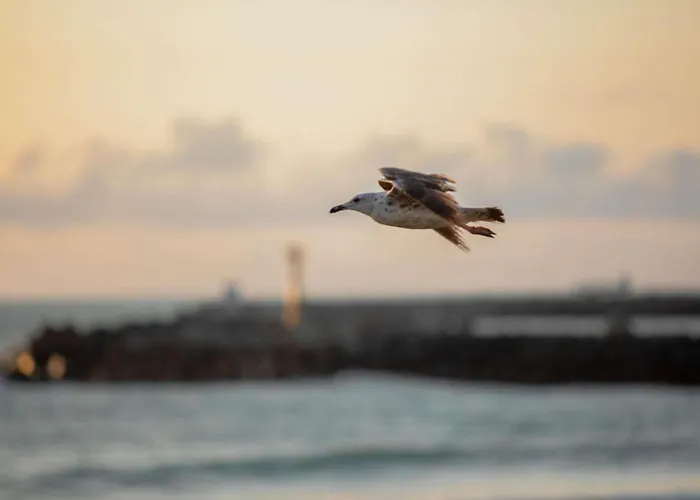 锡布尔圣让德吕兹宜必思经济型酒店 酒店 2*